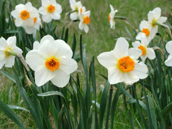 Найкраща квітка весни | Джміль – журнал для дітей, їхніх батьків і педагогів